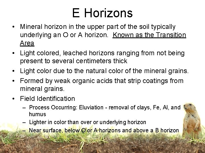 E Horizons • Mineral horizon in the upper part of the soil typically underlying