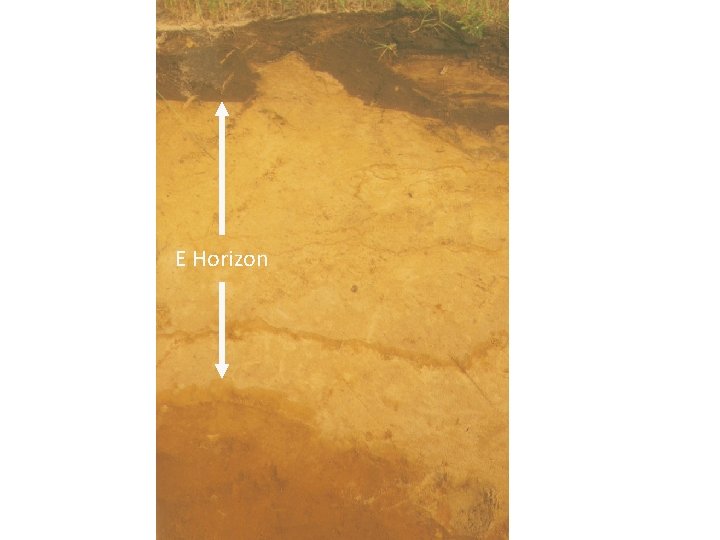 E Horizon 