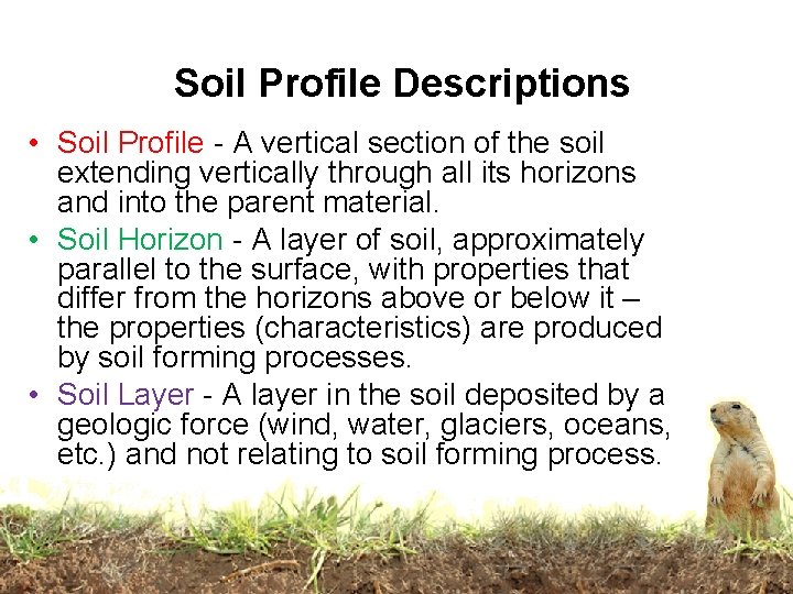 Soil Profile Descriptions • Soil Profile - A vertical section of the soil extending