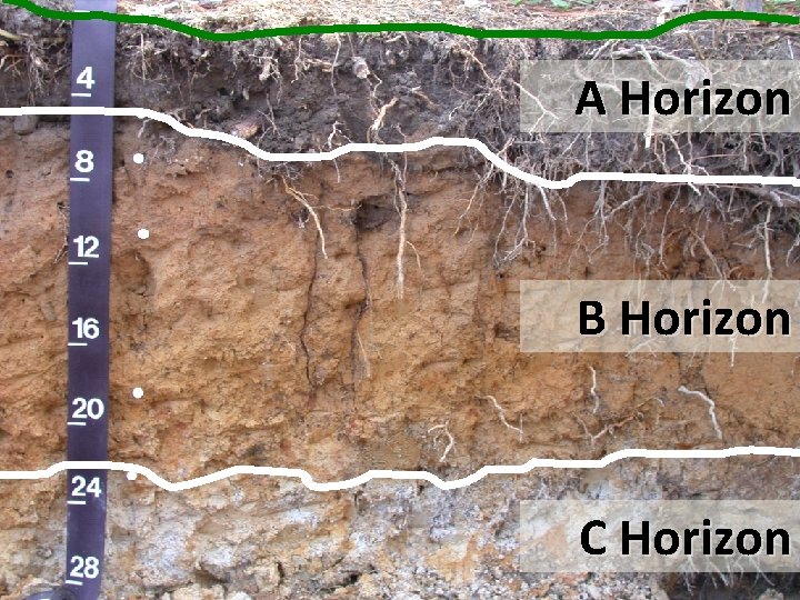 A Horizon B Horizon C Horizon 