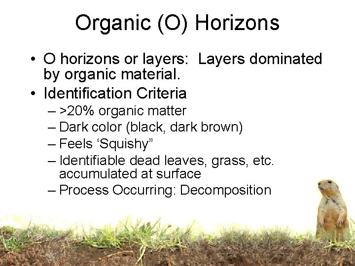 Organic (O) Horizons • O horizons or layers: Layers dominated by organic material. •