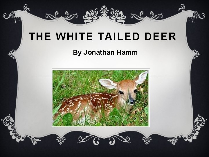 THE WHITE TAILED DEER By Jonathan Hamm 