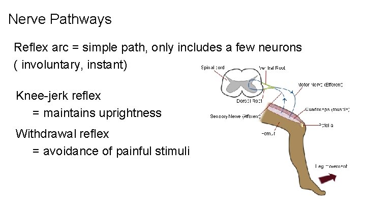 Nerve Pathways Reflex arc = simple path, only includes a few neurons ( involuntary,