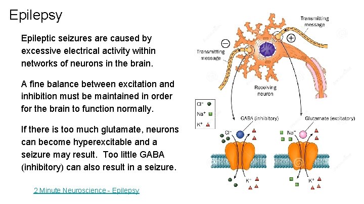 Epilepsy Epileptic seizures are caused by excessive electrical activity within networks of neurons in
