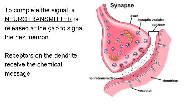 To complete the signal, a NEUROTRANSMITTER is released at the gap to signal the