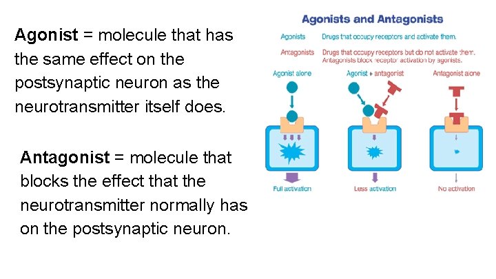 Agonist = molecule that has the same effect on the postsynaptic neuron as the