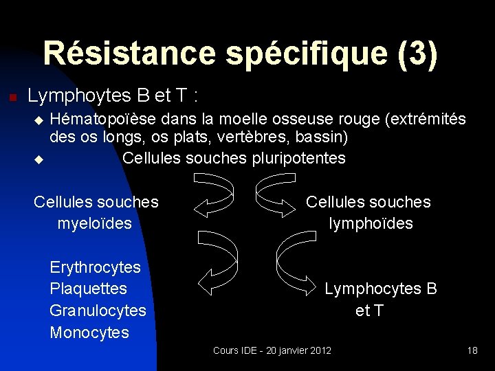 Résistance spécifique (3) n Lymphoytes B et T : Hématopoïèse dans la moelle osseuse