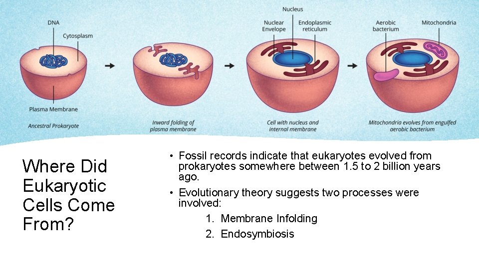 Where Did Eukaryotic Cells Come From? • Fossil records indicate that eukaryotes evolved from