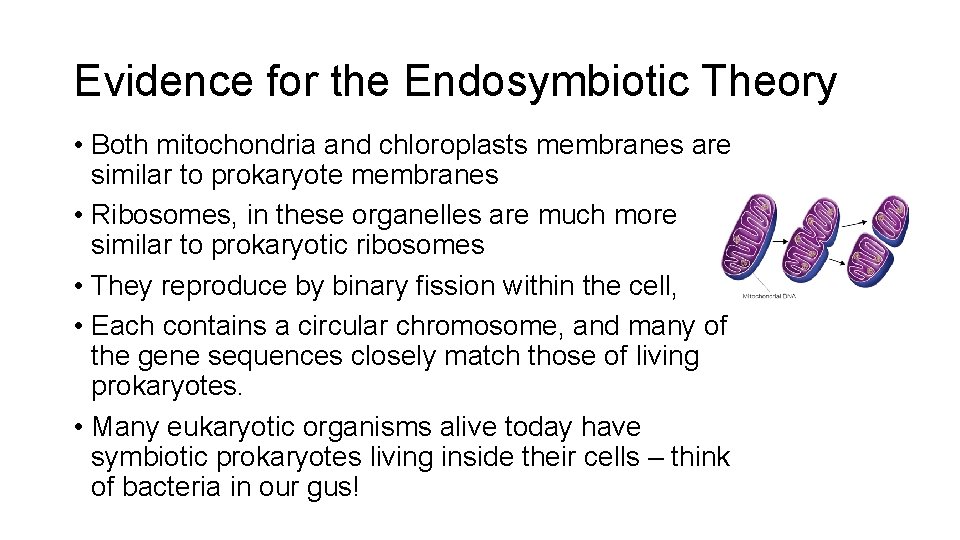 Evidence for the Endosymbiotic Theory • Both mitochondria and chloroplasts membranes are similar to