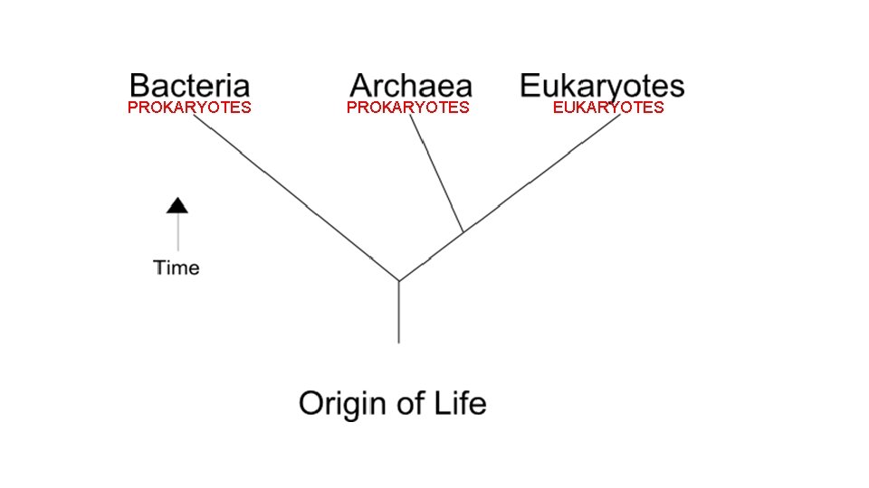 PROKARYOTES EUKARYOTES 