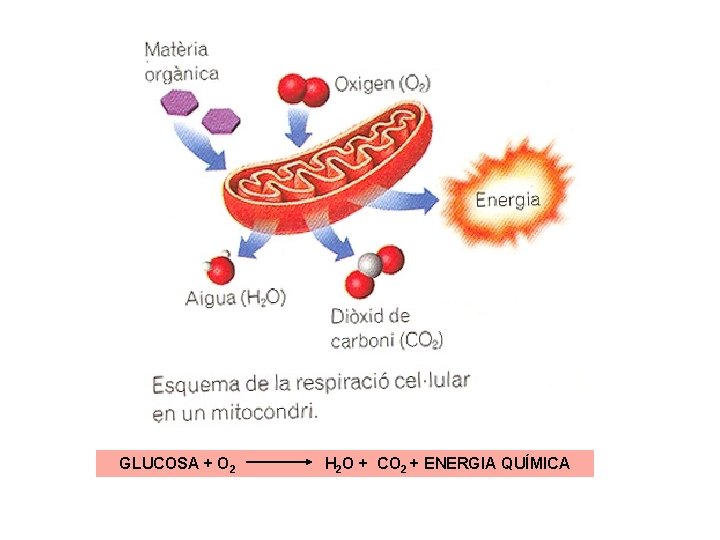 GLUCOSA + O 2 H 2 O + CO 2 + ENERGIA QUÍMICA 