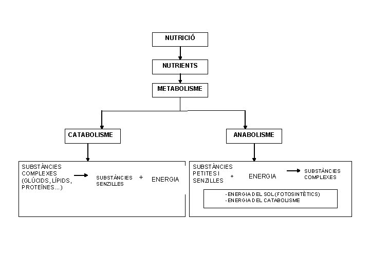 NUTRICIÓ NUTRIENTS METABOLISME CATABOLISME SUBSTÀNCIES COMPLEXES (GLÚCIDS, LÍPIDS, PROTEÏNES…) SUBSTÀNCIES SENZILLES ANABOLISME + ENERGIA