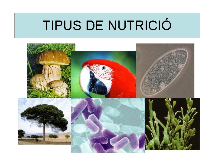 TIPUS DE NUTRICIÓ 