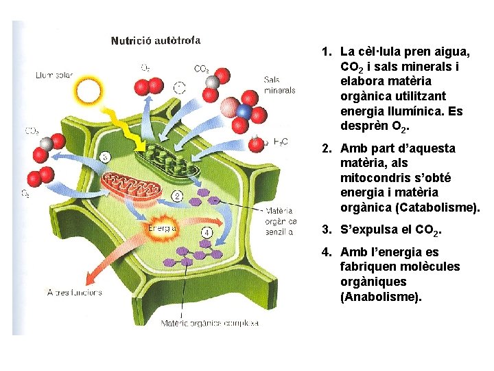 1. La cèl·lula pren aigua, CO 2 i sals minerals i elabora matèria orgànica