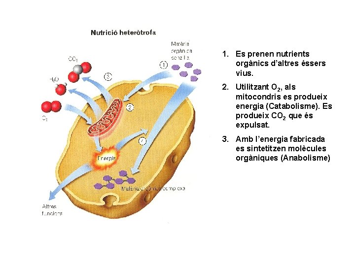 1. Es prenen nutrients orgànics d’altres éssers vius. 2. Utilitzant O 2, als mitocondris