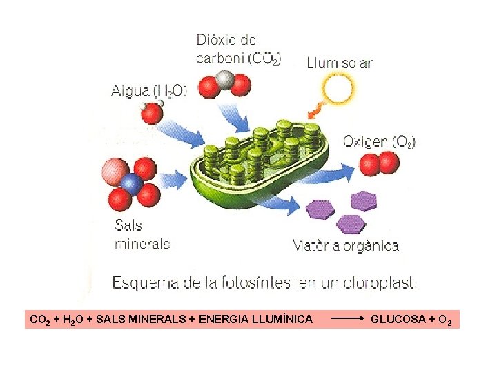 CO 2 + H 2 O + SALS MINERALS + ENERGIA LLUMÍNICA GLUCOSA +