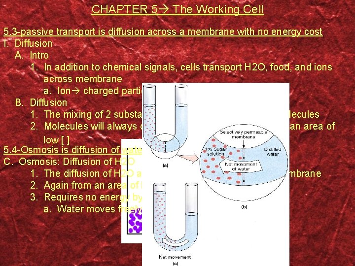 CHAPTER 5 The Working Cell 5. 3 -passive transport is diffusion across a membrane