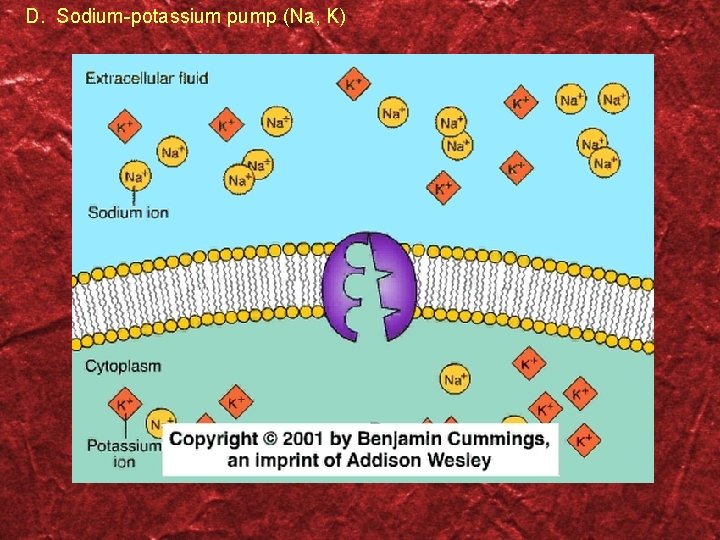 D. Sodium-potassium pump (Na, K) 