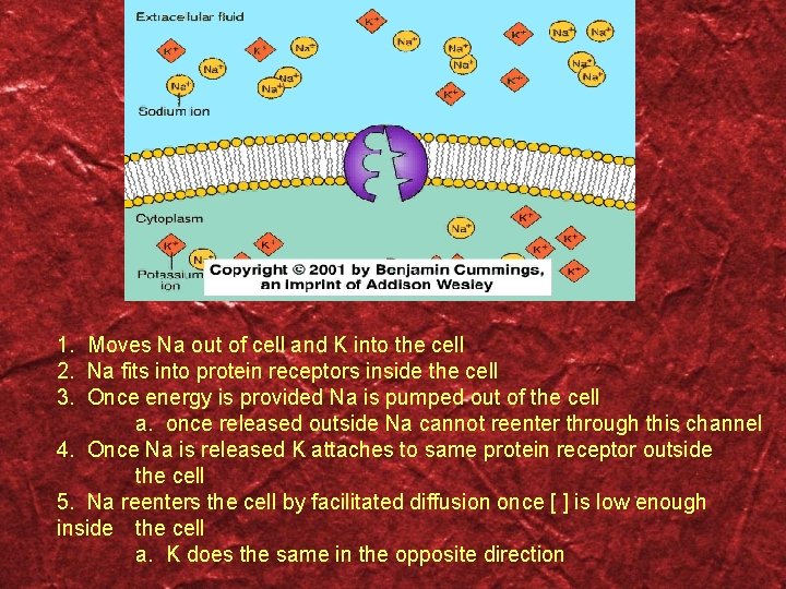 1. Moves Na out of cell and K into the cell 2. Na fits