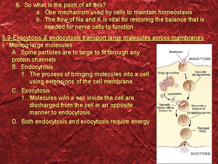 6. So what is the point of all this? a. One mechanism used by