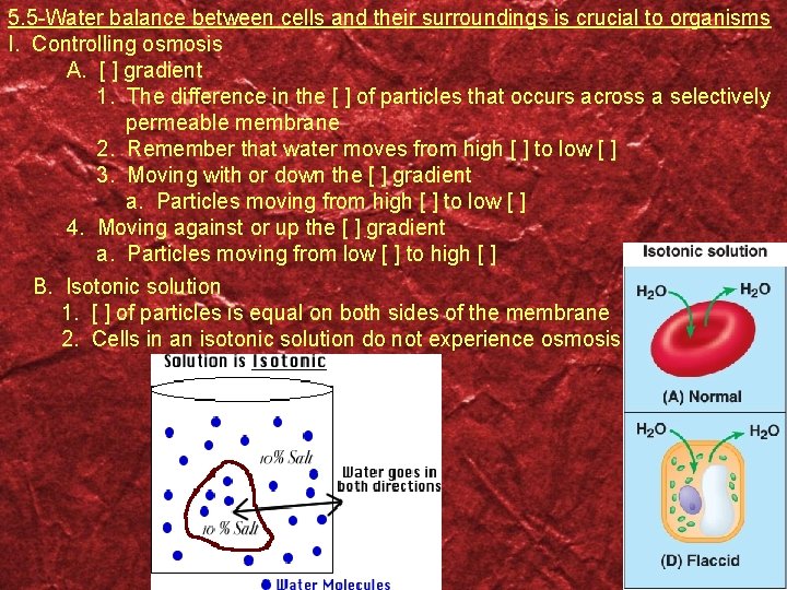 5. 5 -Water balance between cells and their surroundings is crucial to organisms I.