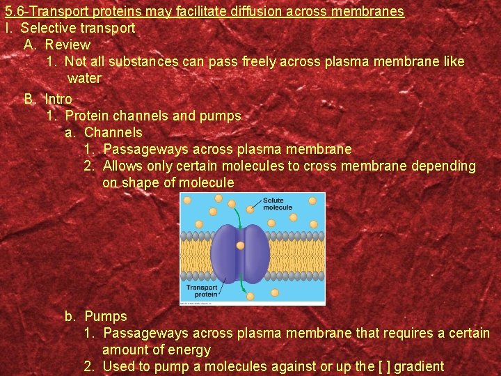 5. 6 -Transport proteins may facilitate diffusion across membranes I. Selective transport A. Review