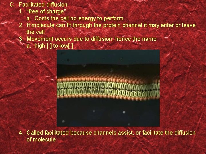 C. Facilitated diffusion 1. “free of charge” a. Costs the cell no energy to