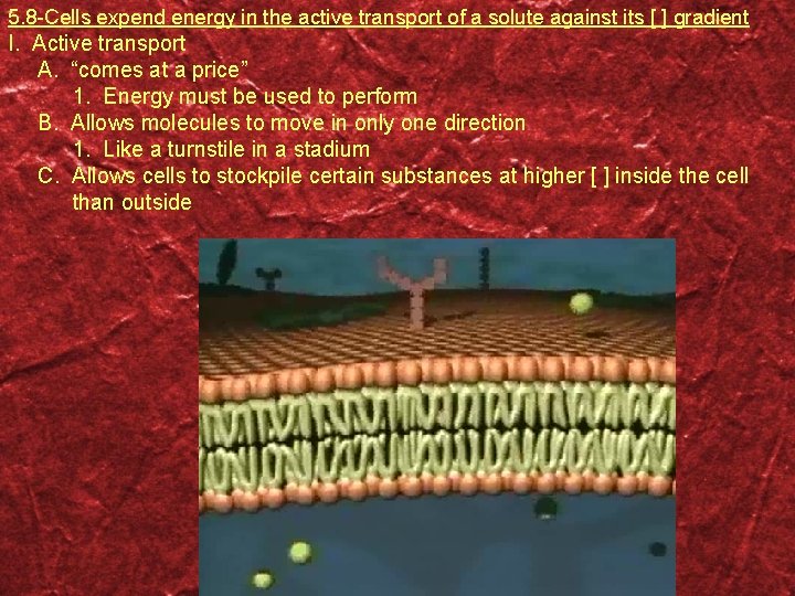 5. 8 -Cells expend energy in the active transport of a solute against its