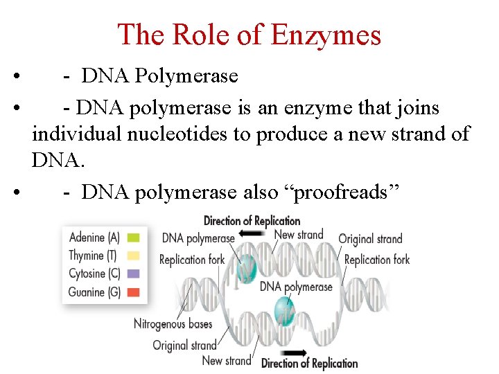 The Role of Enzymes • • - DNA Polymerase - DNA polymerase is an