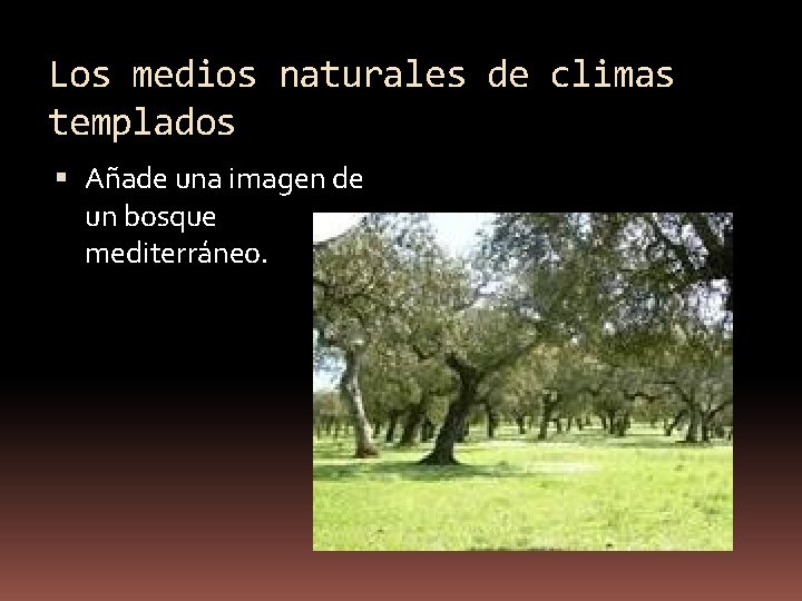 Los medios naturales de climas templados Añade una imagen de un bosque mediterráneo. 