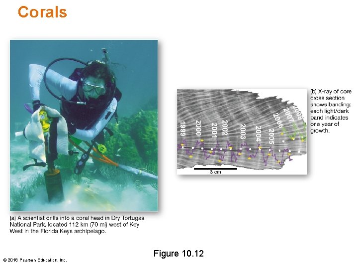 Corals © 2018 Pearson Education, Inc. Figure 10. 12 