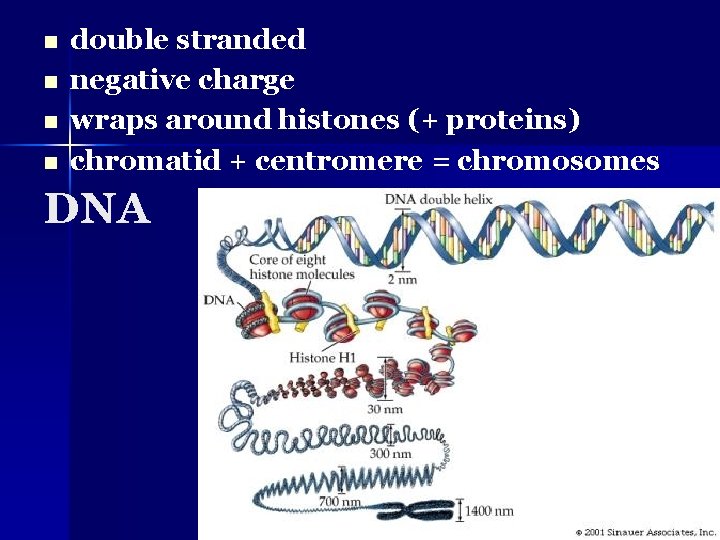 n n double stranded negative charge wraps around histones (+ proteins) chromatid + centromere