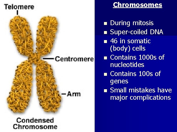 Chromosomes n n n During mitosis Super-coiled DNA 46 in somatic (body) cells Contains