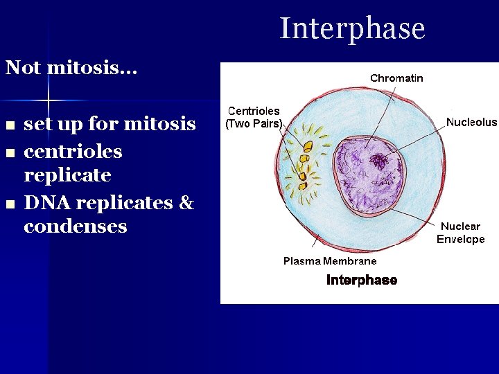 Interphase Not mitosis… n n n set up for mitosis centrioles replicate DNA replicates