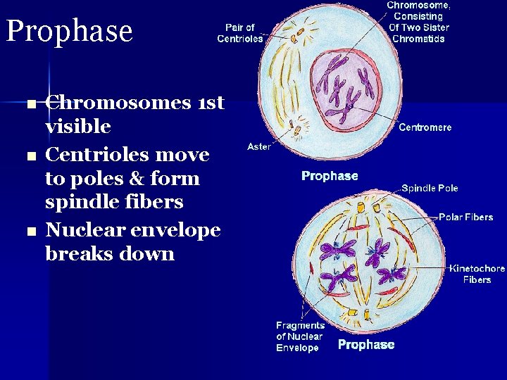 Prophase n n n Chromosomes 1 st visible Centrioles move to poles & form