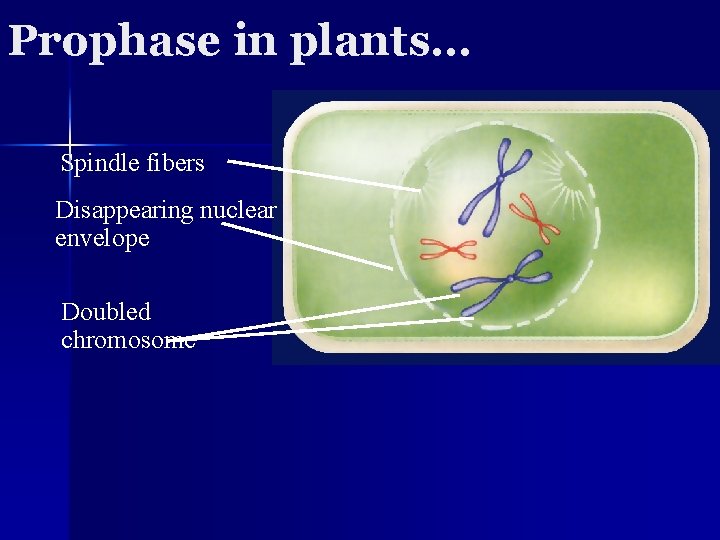 Prophase in plants… Spindle fibers Disappearing nuclear envelope Doubled chromosome 