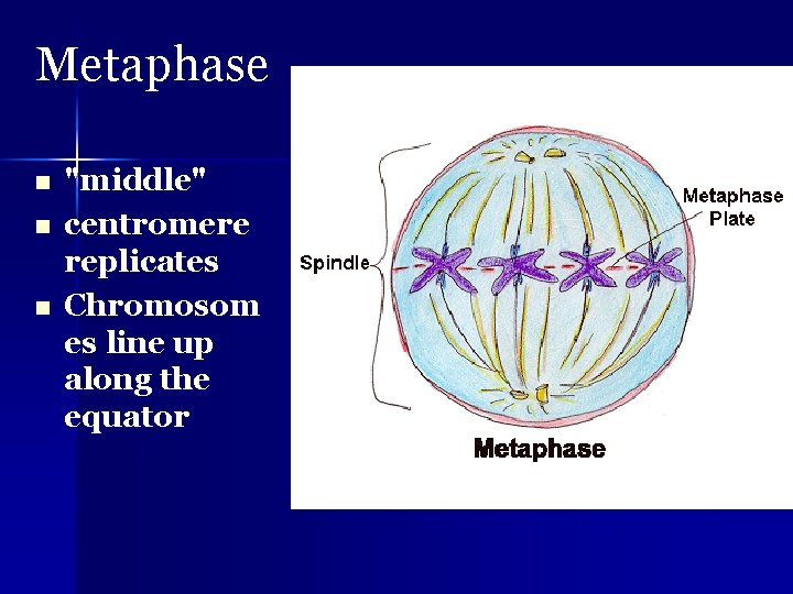 Metaphase n n n "middle" centromere replicates Chromosom es line up along the equator