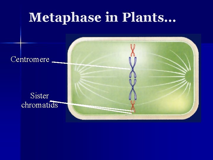 Metaphase in Plants… Centromere Sister chromatids 