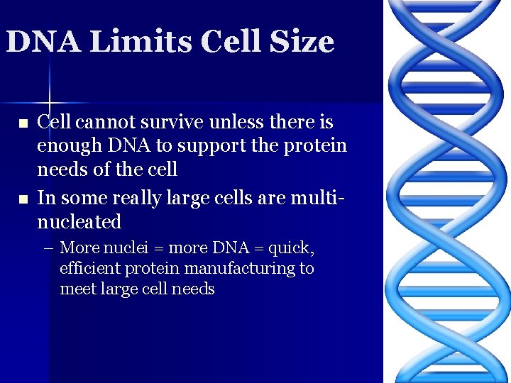 DNA Limits Cell Size n n Cell cannot survive unless there is enough DNA