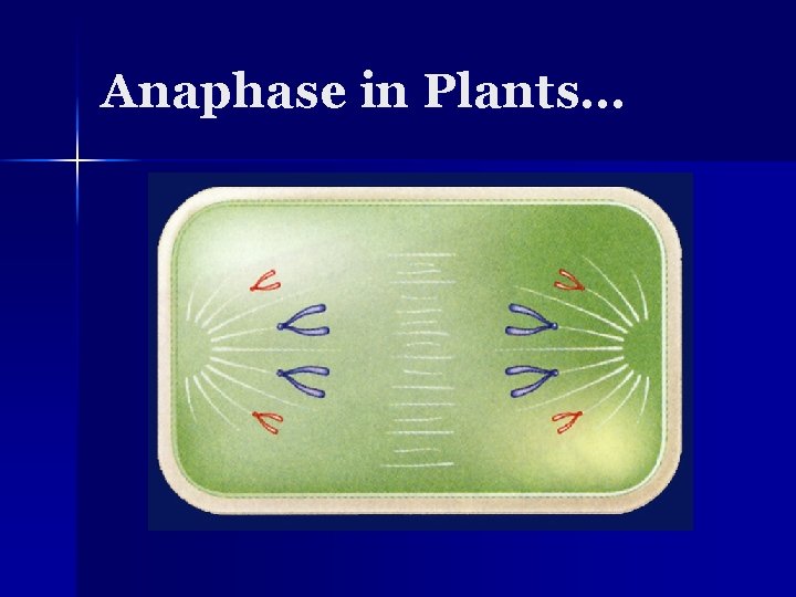 Anaphase in Plants… 