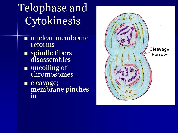 Telophase and Cytokinesis n n nuclear membrane reforms spindle fibers disassembles uncoiling of chromosomes