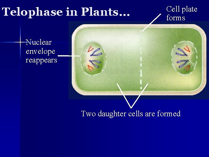 Telophase in Plants… Cell plate forms Nuclear envelope reappears Two daughter cells are formed