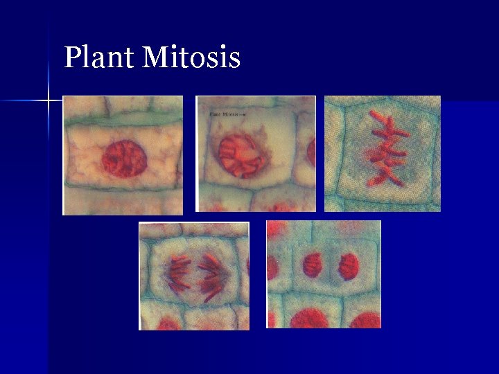 Plant Mitosis 