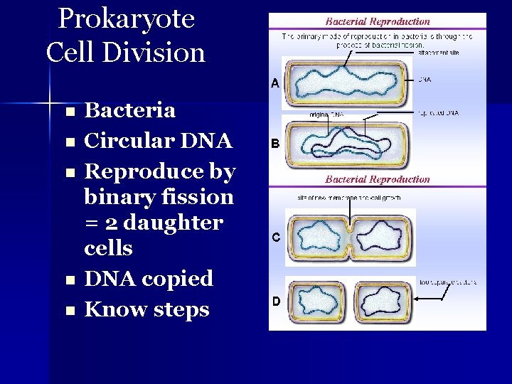 Prokaryote Cell Division n n Bacteria Circular DNA Reproduce by binary fission = 2