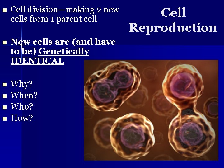 n Cell division—making 2 new cells from 1 parent cell n New cells are