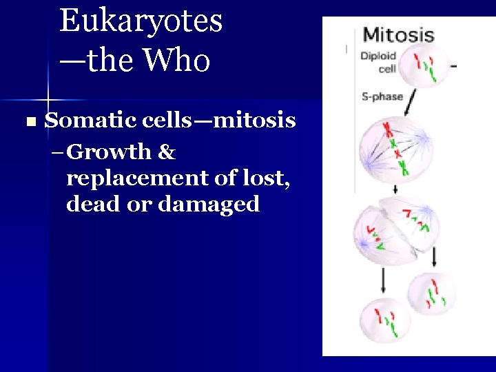 Eukaryotes —the Who n Somatic cells—mitosis – Growth & replacement of lost, dead or
