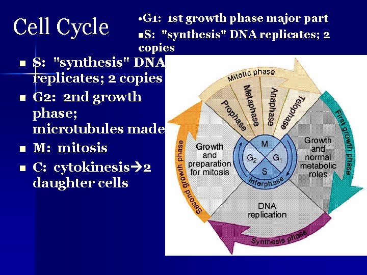 Cell Cycle n n • G 1: 1 st growth phase major part n.