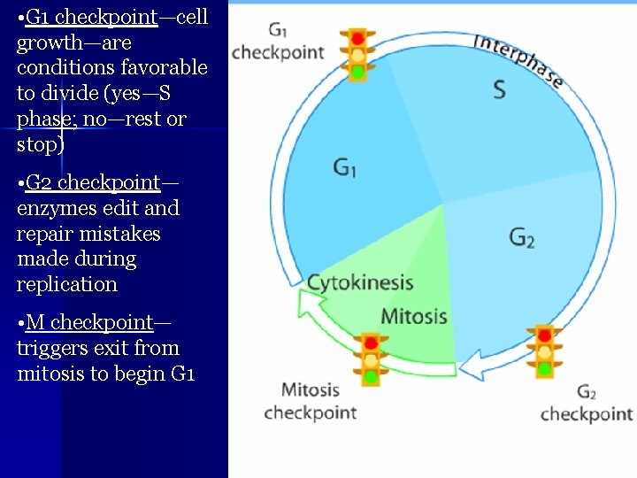  • G 1 checkpoint—cell growth—are conditions favorable to divide (yes—S phase; no—rest or