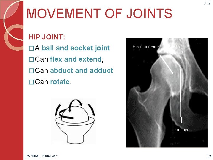 U. 2 MOVEMENT OF JOINTS HIP JOINT: �A ball and socket joint. � Can