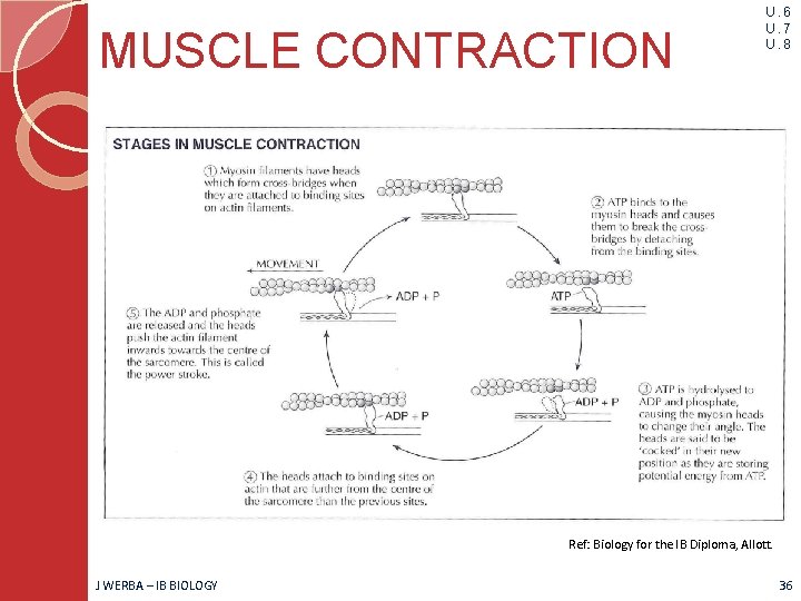 MUSCLE CONTRACTION U. 6 U. 7 U. 8 Ref: Biology for the IB Diploma,